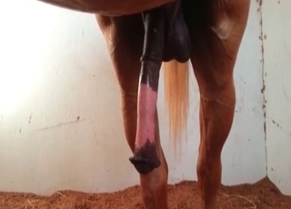 Stallion is becoming so horny