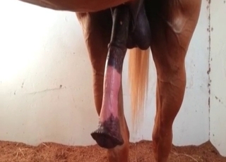 Stallion is becoming so horny