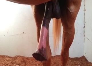 Stallion is becoming so horny
