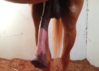 Stallion is becoming so horny