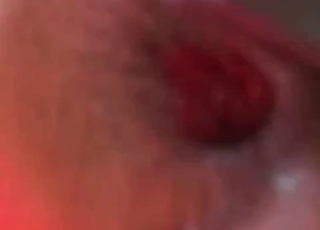 Woman is collecting horse cum