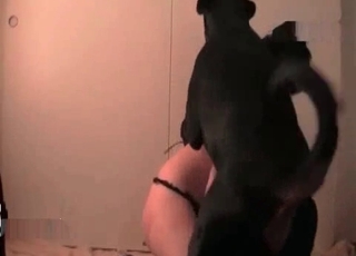 Slut penetrated by a dog
