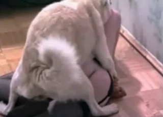 White dog fucks with a zoo slut