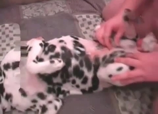 Small doggy anally screwed