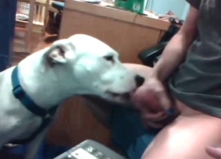 White puppy licks a hard dick