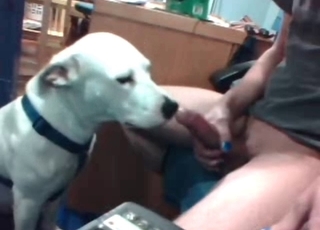 White puppy licks a hard dick