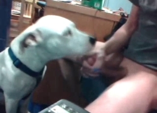 White puppy licks a hard dick