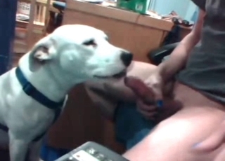 White puppy licks a hard dick