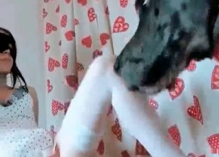 Hungry doggy drills her snatch