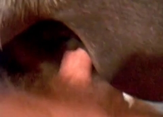 Stallion fucked in the tight ass