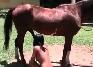 Brown pony and a Latina