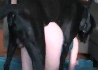 Doggy style porn with a black dog