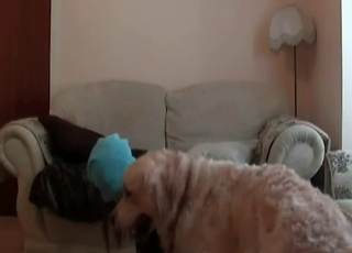 Hairy puppy pounds a whore