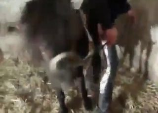 Brown pony fucking asshole