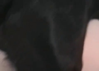 Dude penetrated by a dog