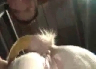 Zoo porn with a white horse