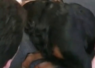 Black dog fucked in the asshole