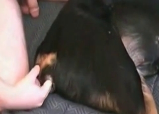 Black dog fucked in the asshole
