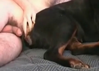 Black dog fucked in the asshole