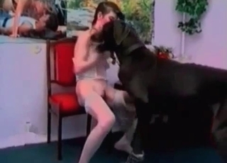 Black Doberman screws a bitch