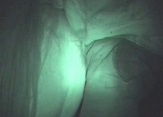 Stallion with another horse