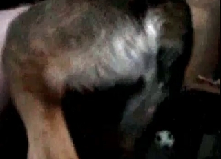 Very fast sex with a hot puppy