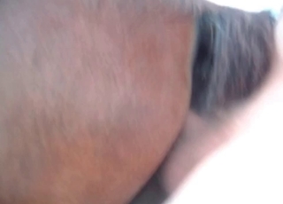 Hound pounded by a dick