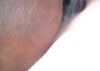 Hound pounded by a dick