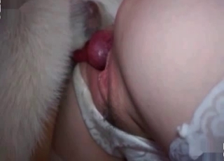 Dogs dick inside a cunt