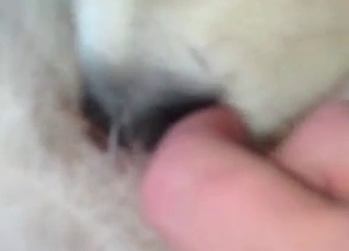 Doggy licking another puppy