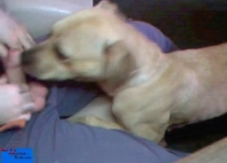 Doggy slowly licks a hard cock