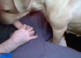 Doggy slowly licks a hard cock