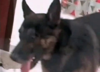 Bestiality porn with a cur