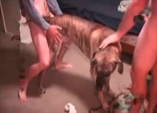 Puppy fucked with a dick