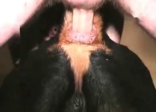 Stray sucking big dick