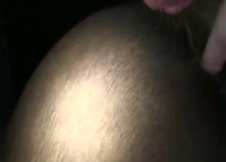 Anal action with a horse