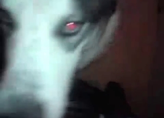 Nasty amateur animality sex