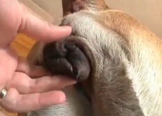 Dogs asshole fingered