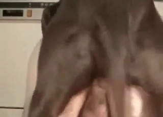 Very quick sex with a doggy