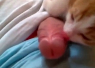 Cute kitty and a dick