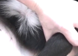 Dog gets pounded in the ass