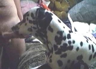 Dalmatian is blowing a dick