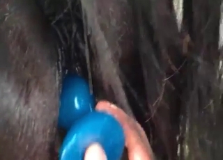 Pony fucked with a toy