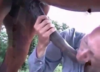 Big cock of a brown mare