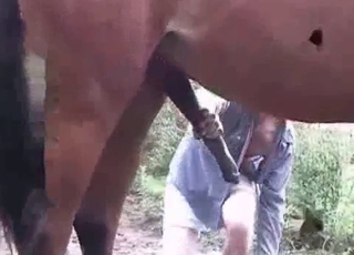 Big cock of a brown mare