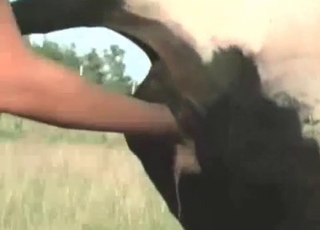 Pigtailed slut enjoys bestiality