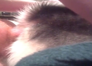 Puppy fucked with a hard cock
