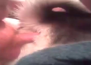 Puppy fucked with a hard cock