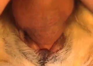 Stray fucked with a hard dick