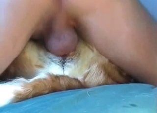 Stray fucked with a hard dick